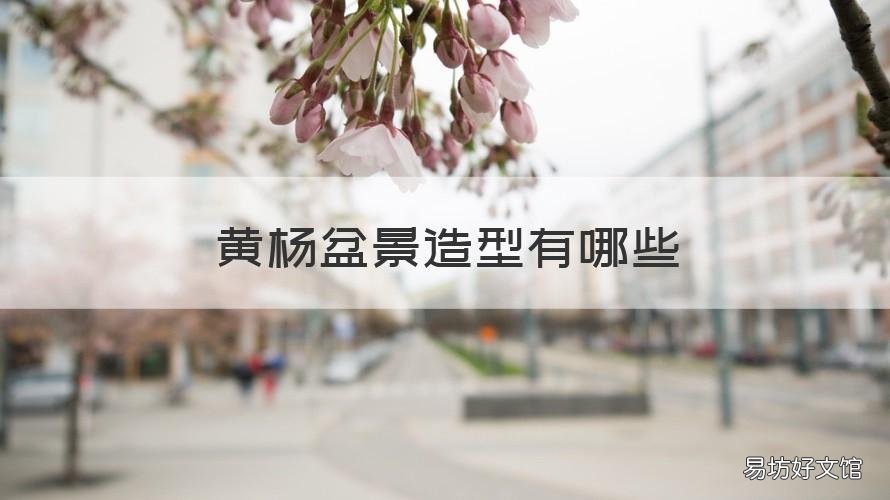 黄杨盆景造型有哪些 黄杨盆景的造型