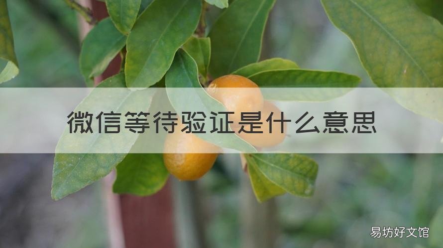 微信等待验证是什么意思 添加微信等待验证是什么意思