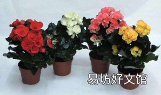 丽格海棠花败后怎么修剪 丽格海棠花败了怎么修剪