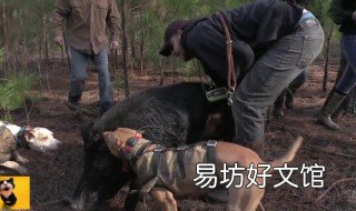 猎人扫荡猪哪里抓 猎人抓哪里的猪好