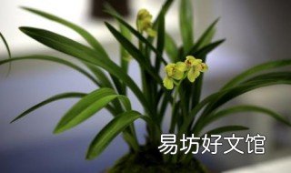 文深兰有菌如何处理
