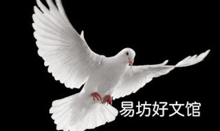 信鸽羽毛起泡怎么回事 信鸽羽毛起泡图片