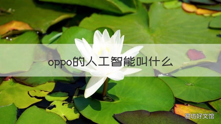 oppo的人工智能叫什么 OPPO的人工智能叫啥