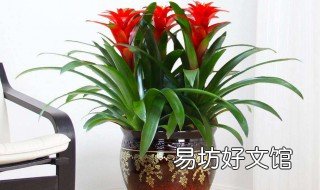 对着门摆放什么花好 花的摆放能对着门吗