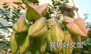 栾树种子的用途 栾树种子贮藏方法