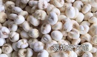 松贝的功效与作用 松贝副作用