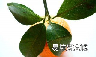 橘叶功效与作用 橘叶的功效与作用吃法