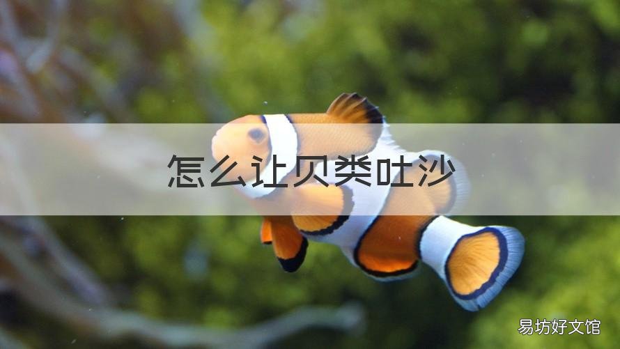 怎么让贝类吐沙 如何让贝类吐沙