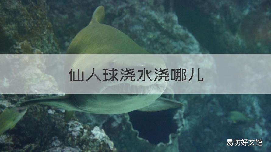 仙人球浇水浇哪儿 仙人球的浇水