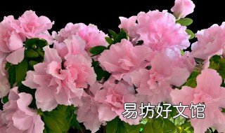 杜鹃花现在能插枝吗 杜鹃花能不能插扦