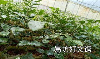 山豆根种植技术 山豆根种植技术视频