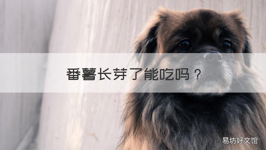 番薯长芽了能吃吗 番薯长芽了能吃吗有毒吗