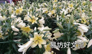百合的功效与副作用 百合的功效与副作用及禁忌