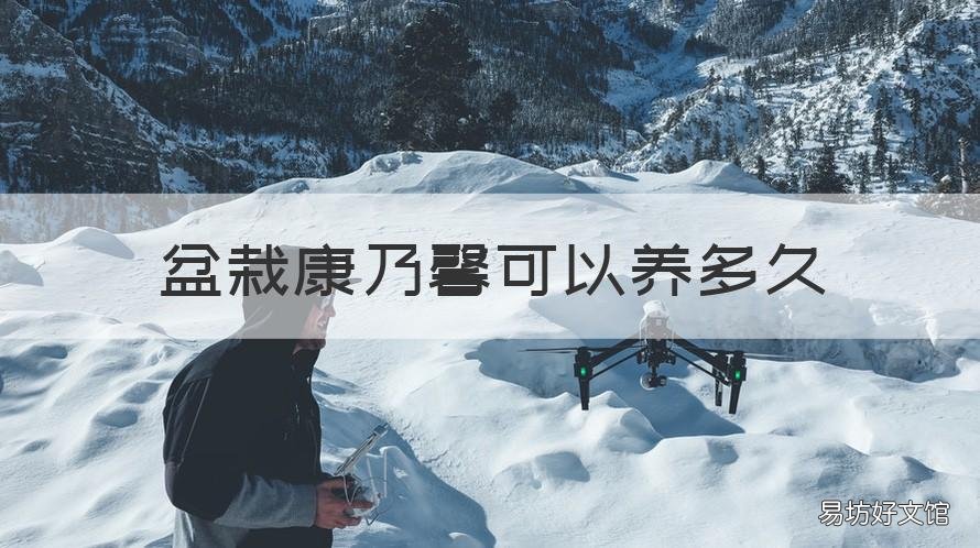盆栽康乃馨可以养多久 盆栽康乃馨能养多久