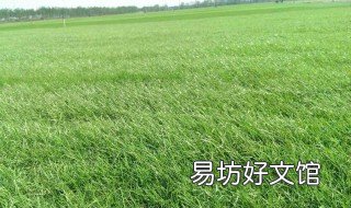 黑麦草的功效与作用 黑麦草的功效与作用图片