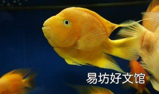 鹦鹉鱼缩鳍是怎么回事 鹦鹉鱼缩尾