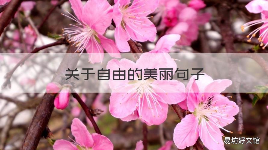 关于自由的美丽句子 关于自由的美丽句子简短