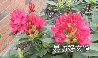 刚买回杜鹃花黑叶掉叶怎样处理 杜鹃花叶杜鹃花的叶子都黑了怎么办
