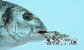 这才是快鱼最美味的做法 这才是快鱼最美味的做法英语