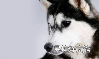 哈士奇怎么养才听话 哈士奇怎么才能听话