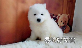 萨摩耶幼犬吃什么 萨摩耶幼犬吃什么补充营养