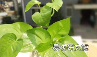 大型绿萝怎么养 怎样养绿萝绿萝
