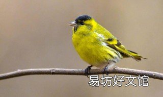 人工繁殖黄雀的方法 人工繁殖黄雀的方法有哪些