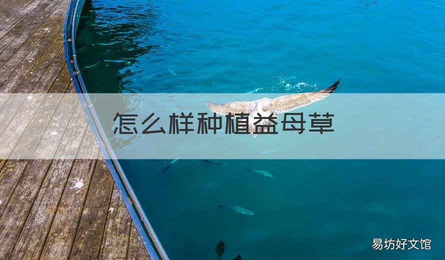 怎么样种植益母草 自己种的益母草功效