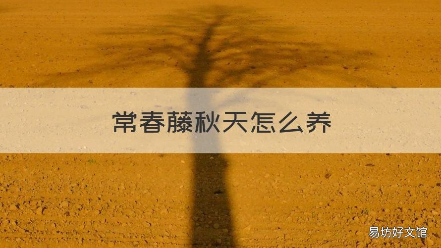 常春藤秋天怎么养 常春藤夏季怎么养