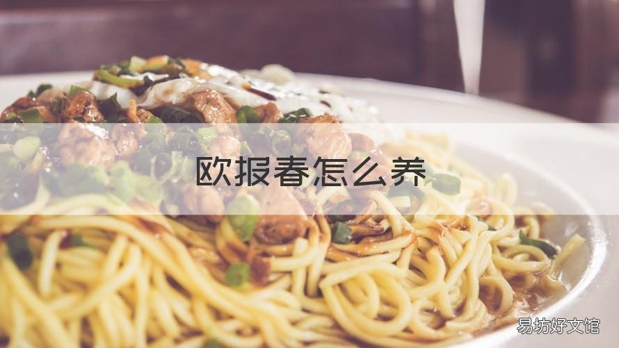 欧报春怎么养 报春盆栽怎么养