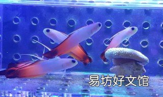 雷达鱼饲养方法 雷达鱼吃饲料吗