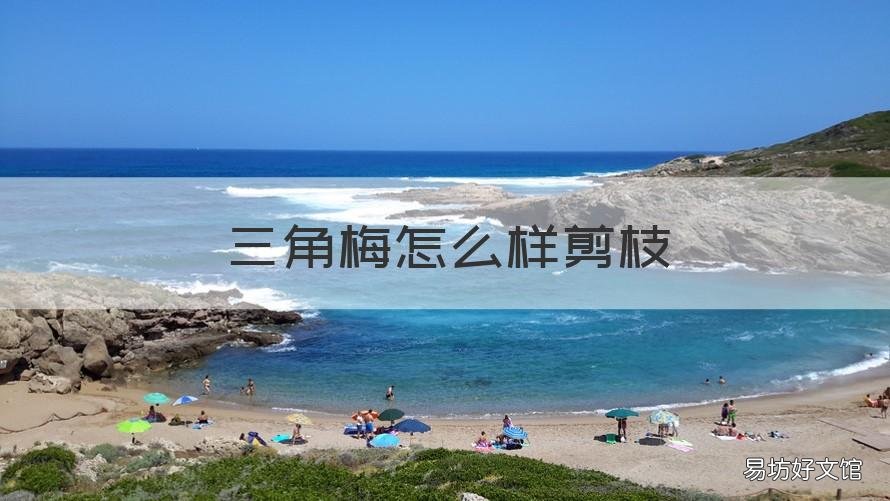 三角梅怎么样剪枝 三角梅怎么样剪枝快