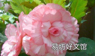 球根海棠的养殖方法 球根秋海棠的养殖方法