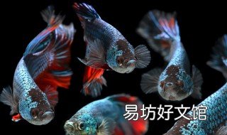 网上买观赏鱼四天安全吗 网上买的观赏鱼能养活吗