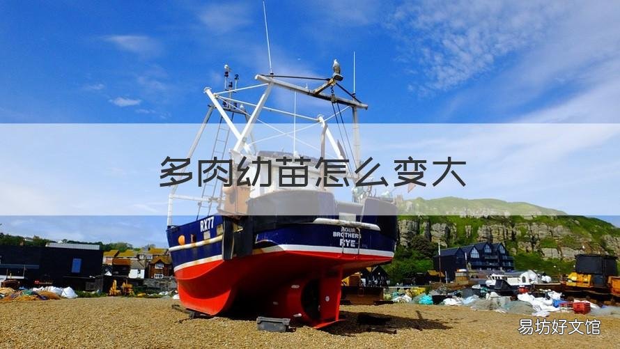 多肉幼苗怎么变大 多肉繁殖后怎么长得大