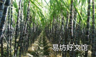大棚甘蔗种植温度 大棚甘蔗过冬