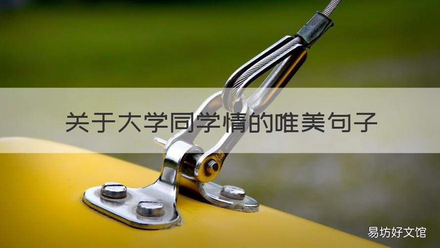 关于大学同学情的唯美句子 大学同学友情优美语句