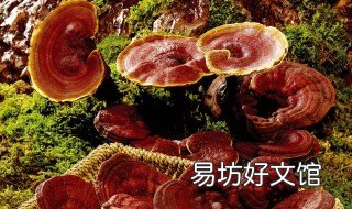灵芝和什么搭配最好 灵芝和什么搭配效果最好