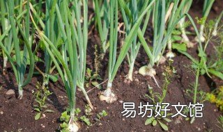 洋葱种植怎样才能长大 大洋葱怎么种植