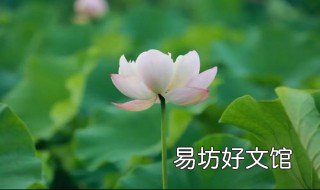 描写荷花的散文名篇 描写荷花的散文名篇大全