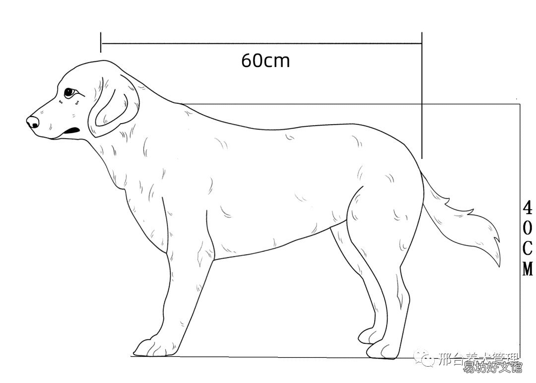 邢台市可以养的犬 邢台宠物狗
