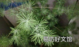 文竹种子秋天能种吗 文竹种子怎么种植方法如下