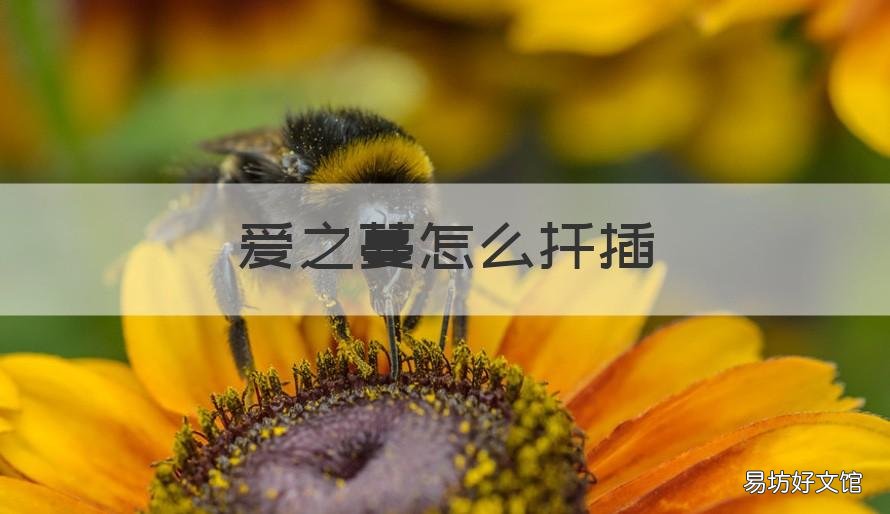 爱之蔓怎么扦插 爱之蔓怎么扦插成活率高