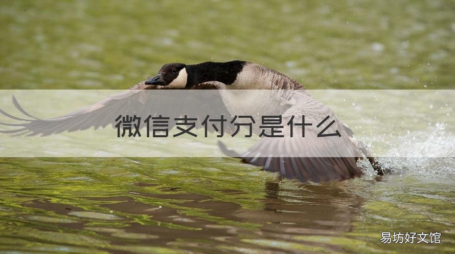 微信支付分是什么 微信600分以上能贷什么