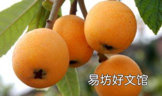 牛奶枇杷干的功效 枇杷能喝牛奶吗