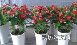 红掌如何长的旺盛 红掌怎么养才旺盛