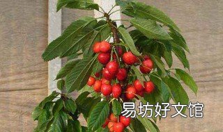 樱桃盆景种植方法 樱桃盆景种植方法和技术