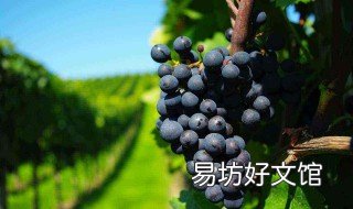 建始有什么好吃的特产 建始特产小吃