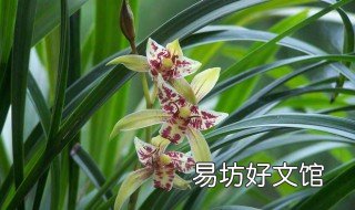 建兰与四季兰区别 什么是四季兰