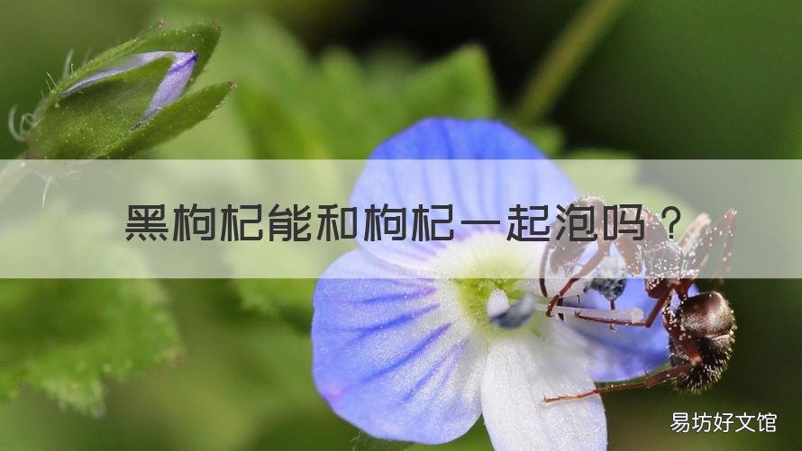 黑枸杞能和枸杞一起泡吗 黑枸杞可以和枸杞一起泡吗